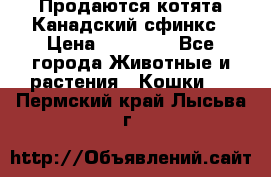 Продаются котята Канадский сфинкс › Цена ­ 15 000 - Все города Животные и растения » Кошки   . Пермский край,Лысьва г.